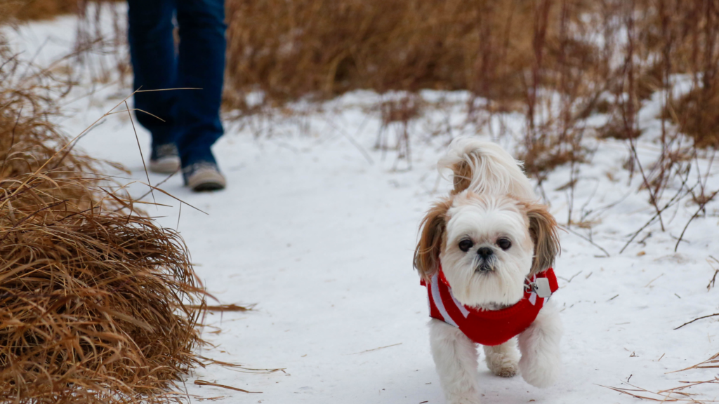 Pet Friendly Ice Melter