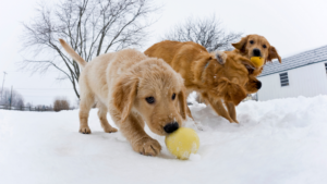 Pet Safe Ice Melt