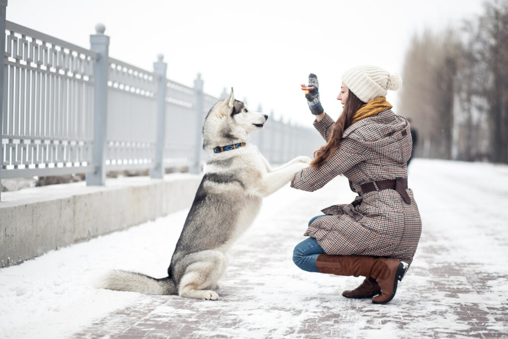 Why Every Pet Owner Should Be Using Pet-Friendly Ice Melt This Winter