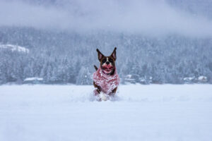 The Best Pet-Safe Ice Melters Protect Your Pets and Driveway